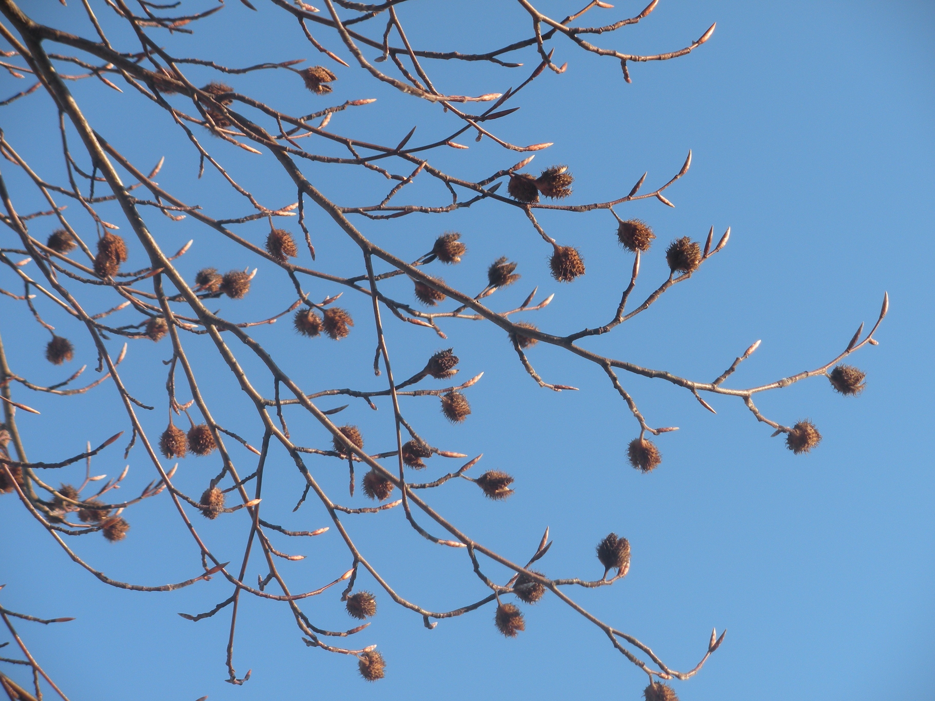 brown acorn under blue sky at daytime