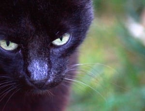 black cat thumbnail