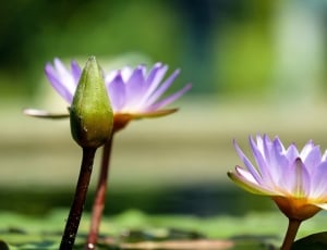 photo of waterlilies thumbnail