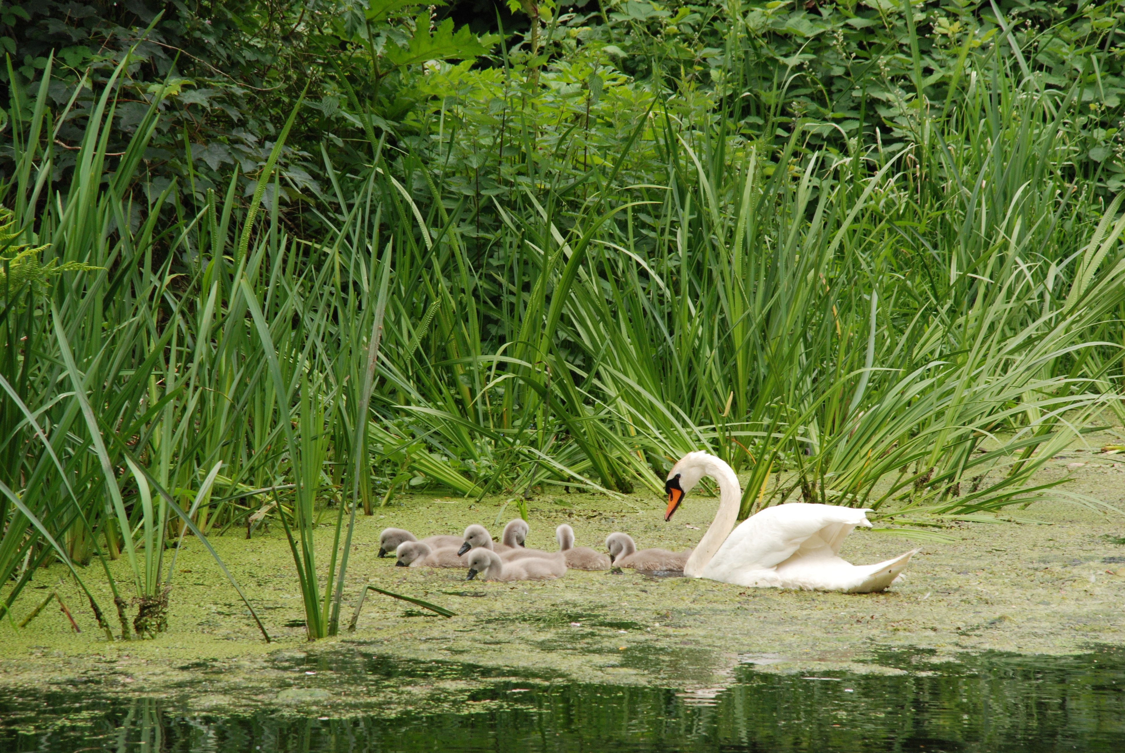 white swan lot