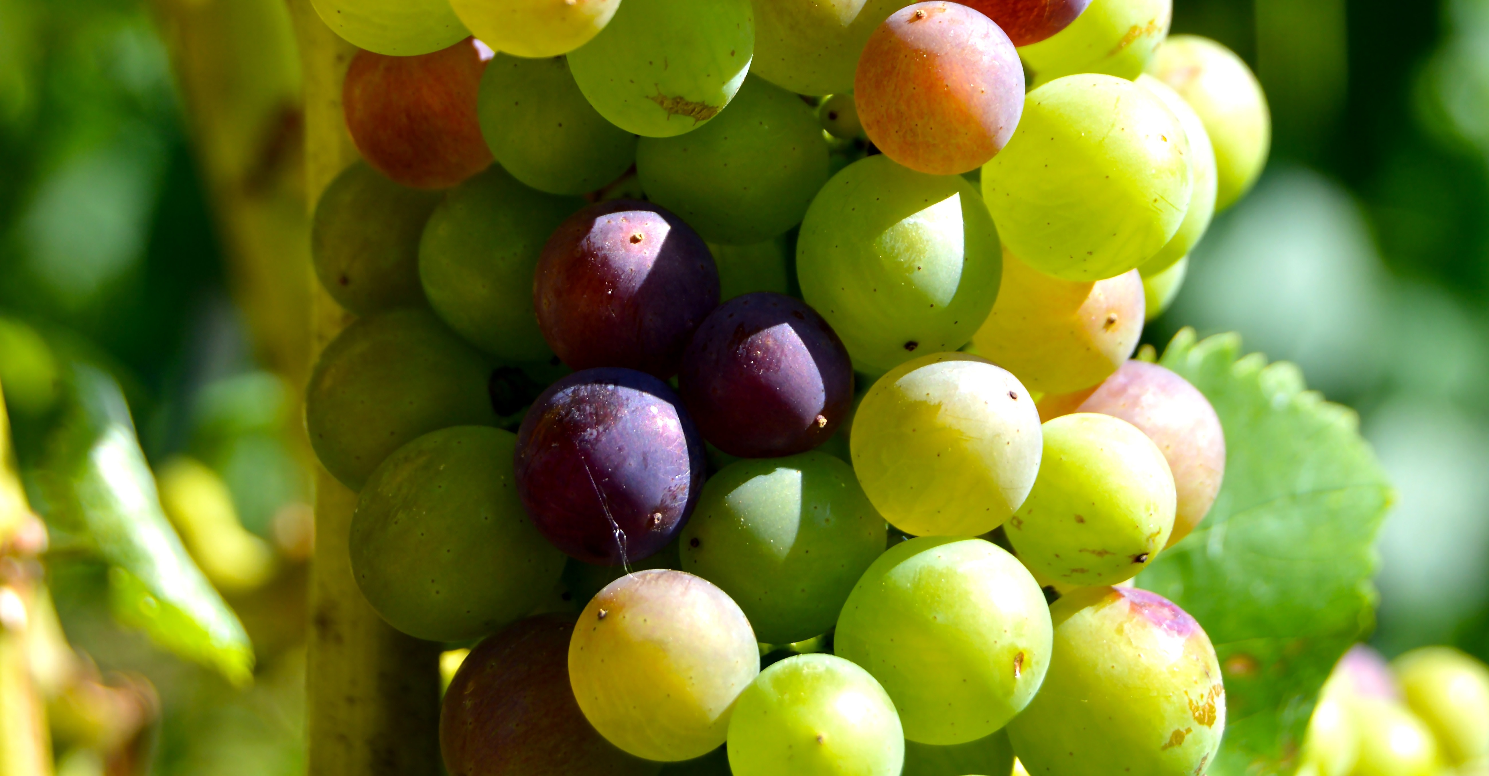 green and purple grapes