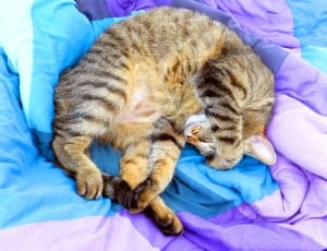 Cat, Bed, Relaxed, Sleep, Tired Tabby, domestic cat, one animal thumbnail
