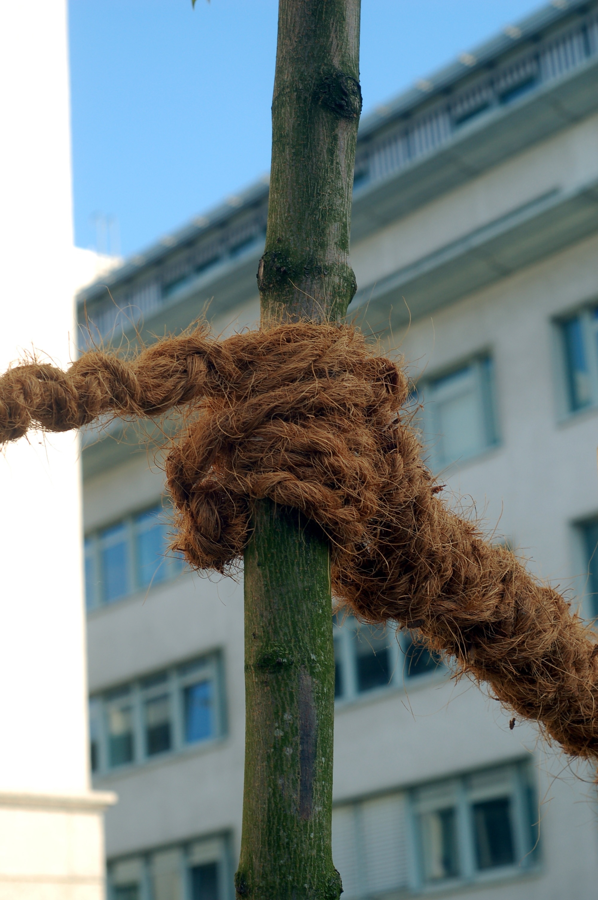 brown rope on green plant branch