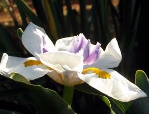 white-purple-yellow petaled flower thumbnail