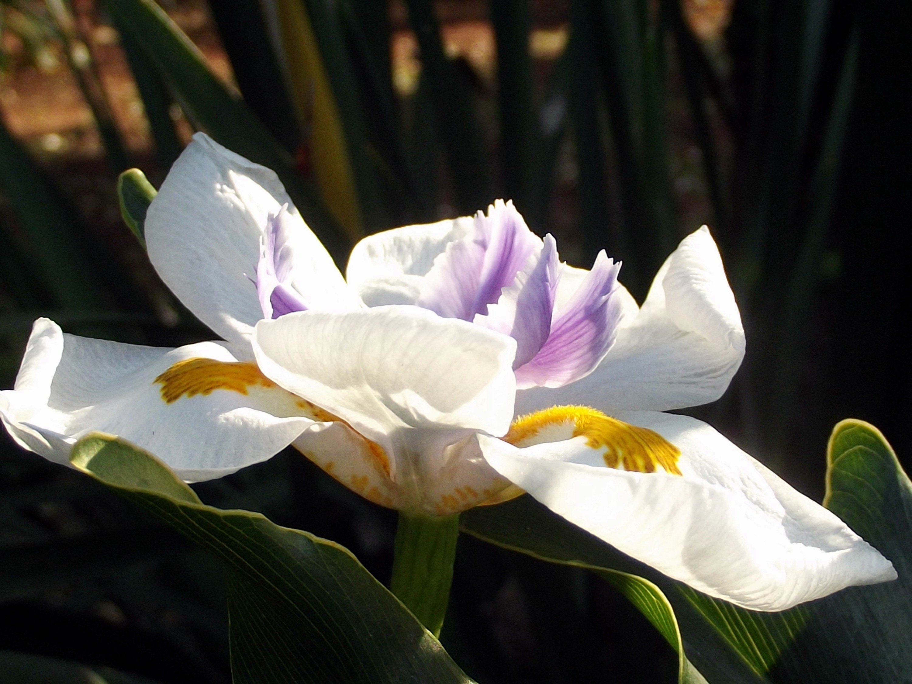 white-purple-yellow petaled flower