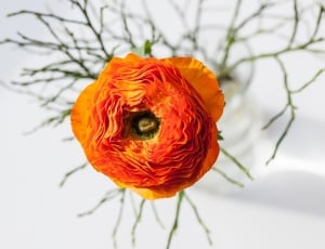 orange flower bud thumbnail