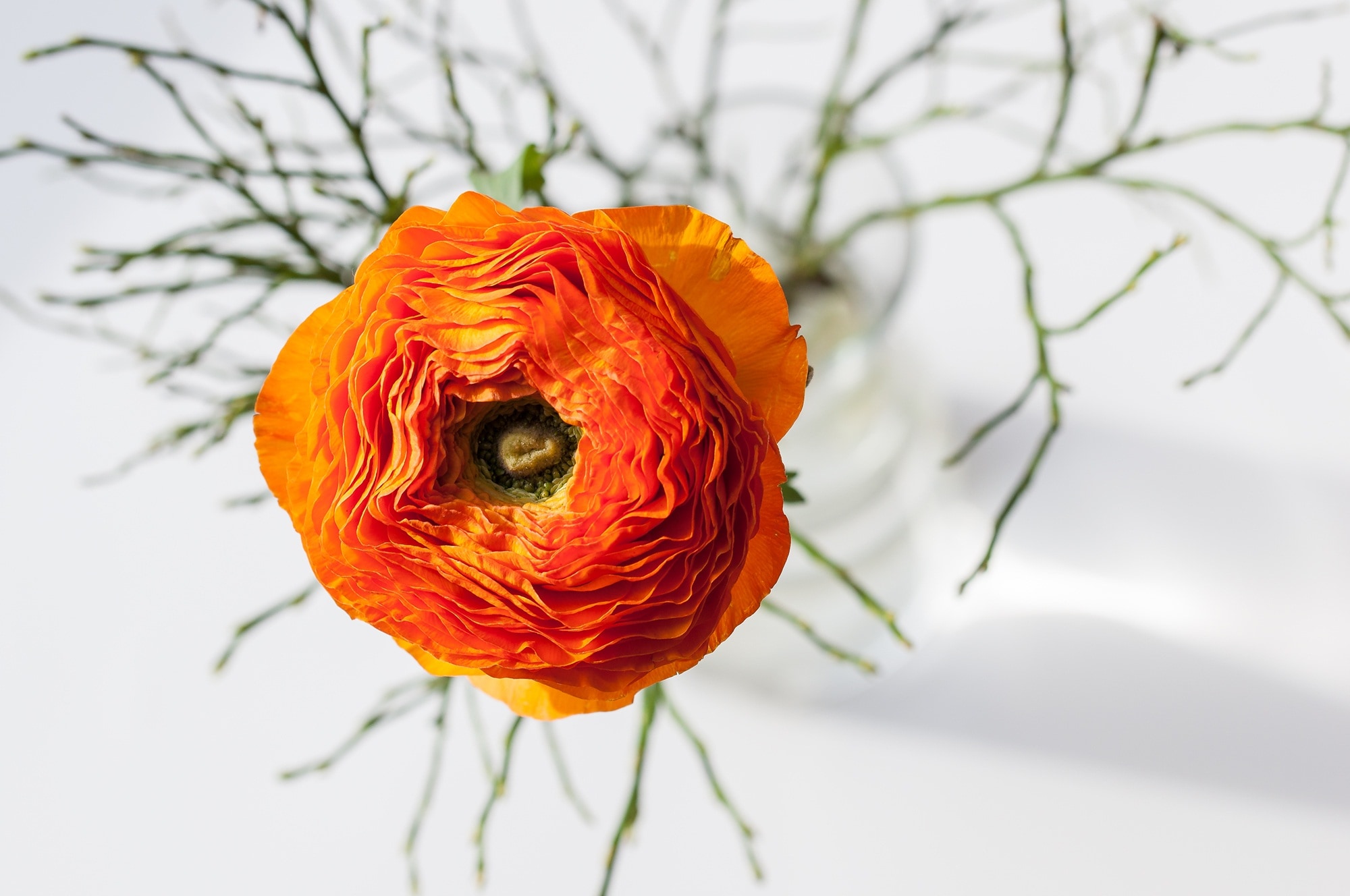 orange flower bud