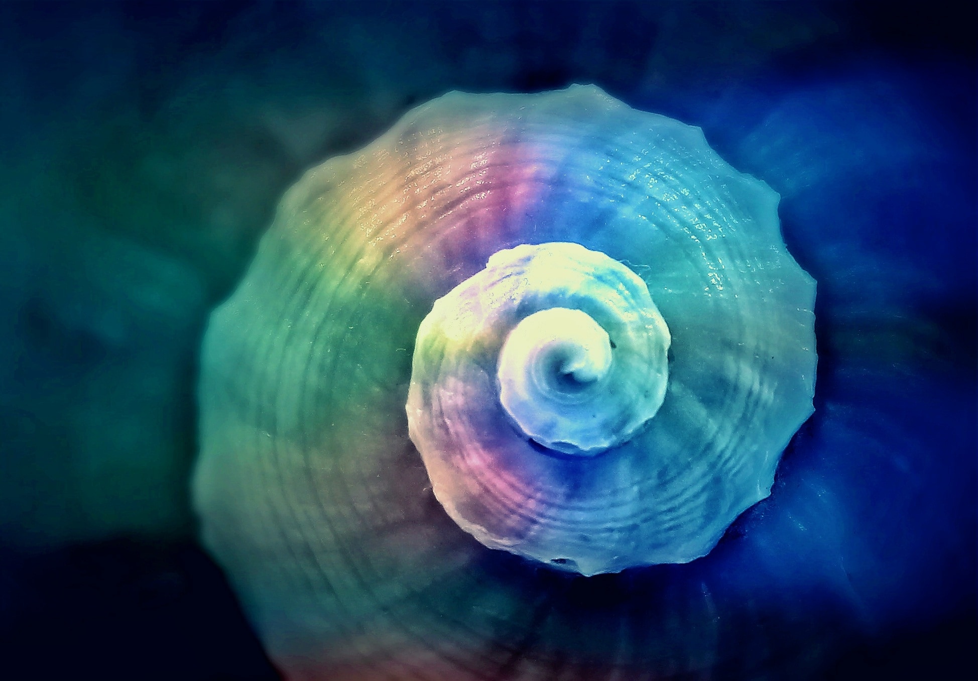 Snail, Snail Shell, Spiral, Shell, one animal, no people