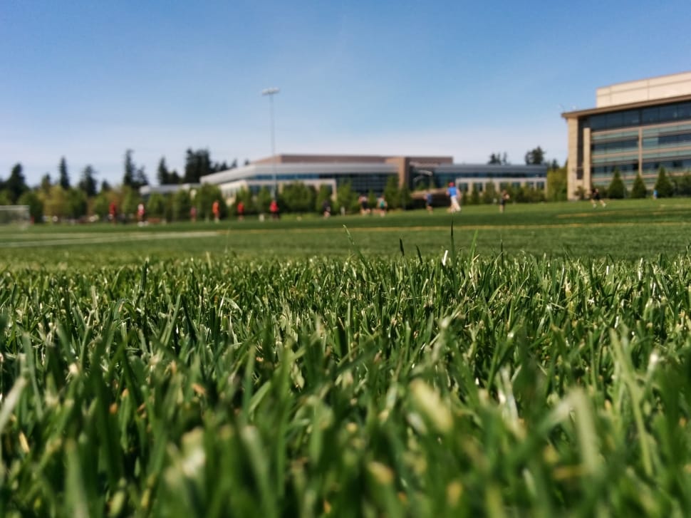 shallow focus photo of grass preview