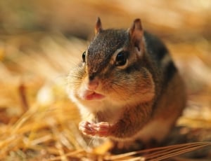Chipmunk, Rodent, Fall, Wild, Squirrel, one animal, animal themes thumbnail