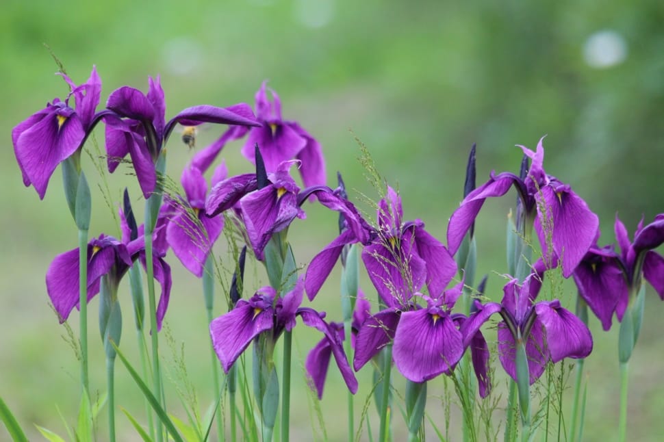 purple petals flower preview