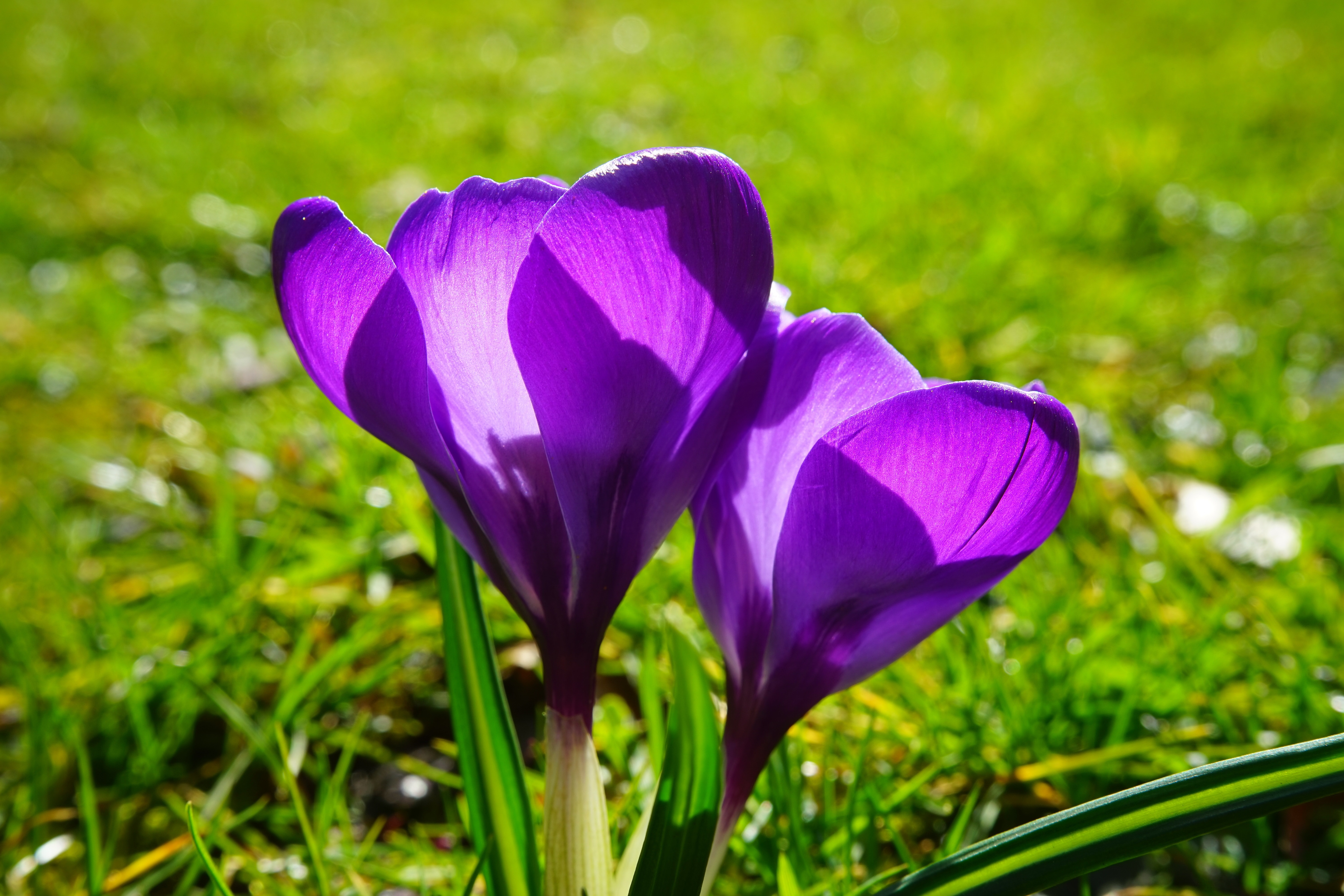 purple petaled flower on focus photo