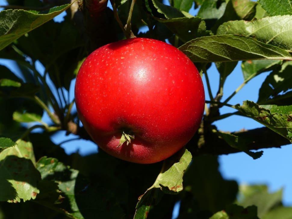 red apple tree preview