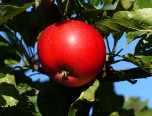 red apple tree thumbnail