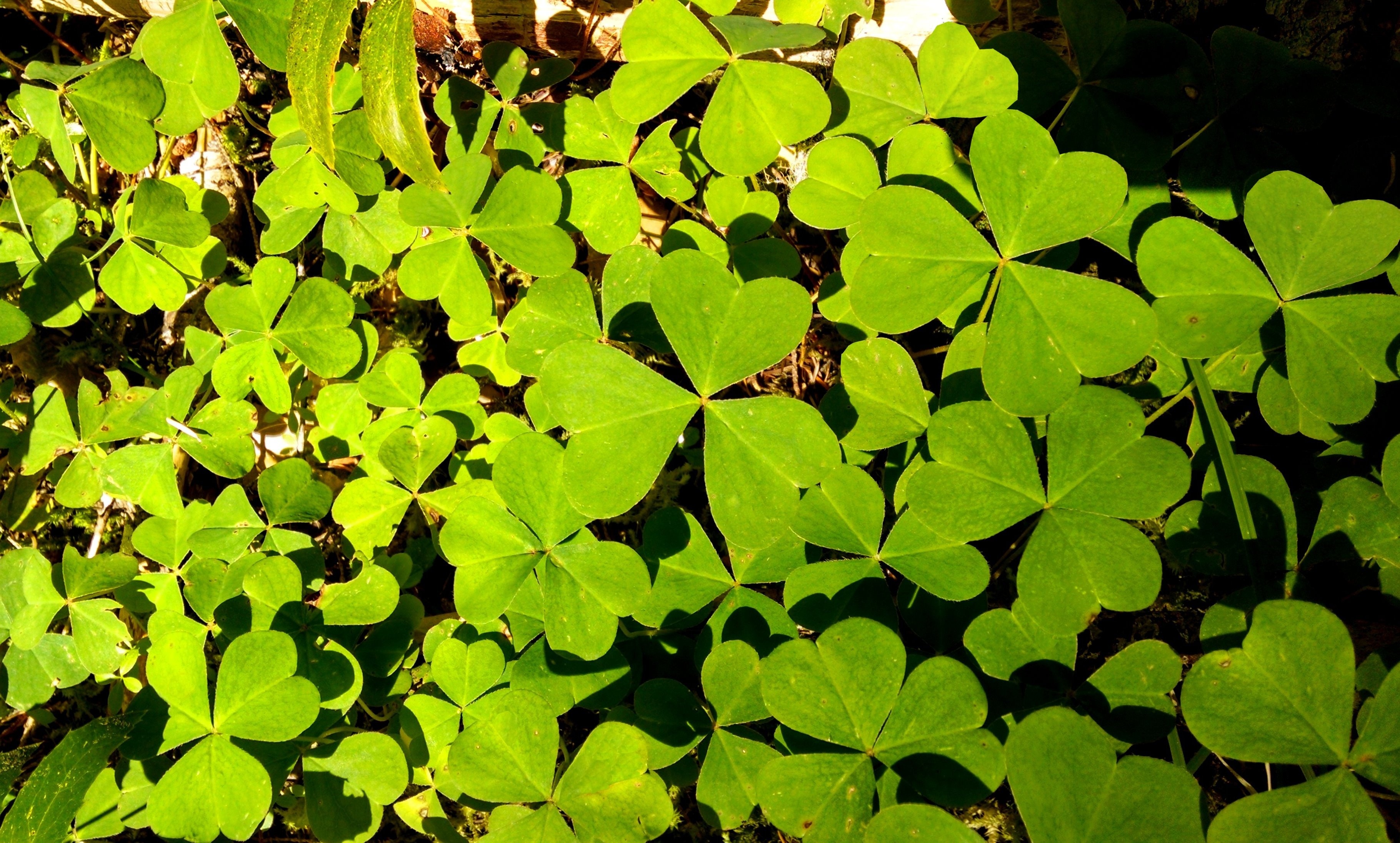 green leaves plant photo during day time
