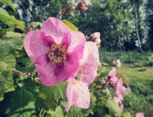 Nature, Bloom, Flower, Pink, Summer, flower, growth thumbnail