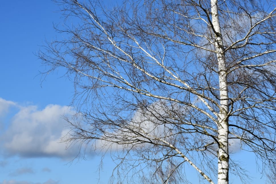 Sky, Birch, Clouds, Sun, Tree, Nature, bare tree, tree preview