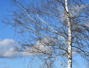 Sky, Birch, Clouds, Sun, Tree, Nature, bare tree, tree thumbnail