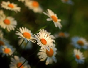 white and orange flowers thumbnail