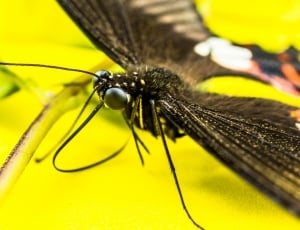 black moth thumbnail