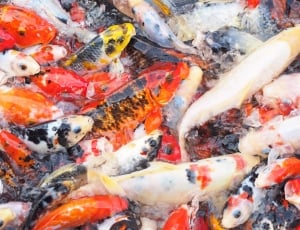 Oriental Fish, Fish, Asian, Water, Koi, backgrounds, full frame thumbnail