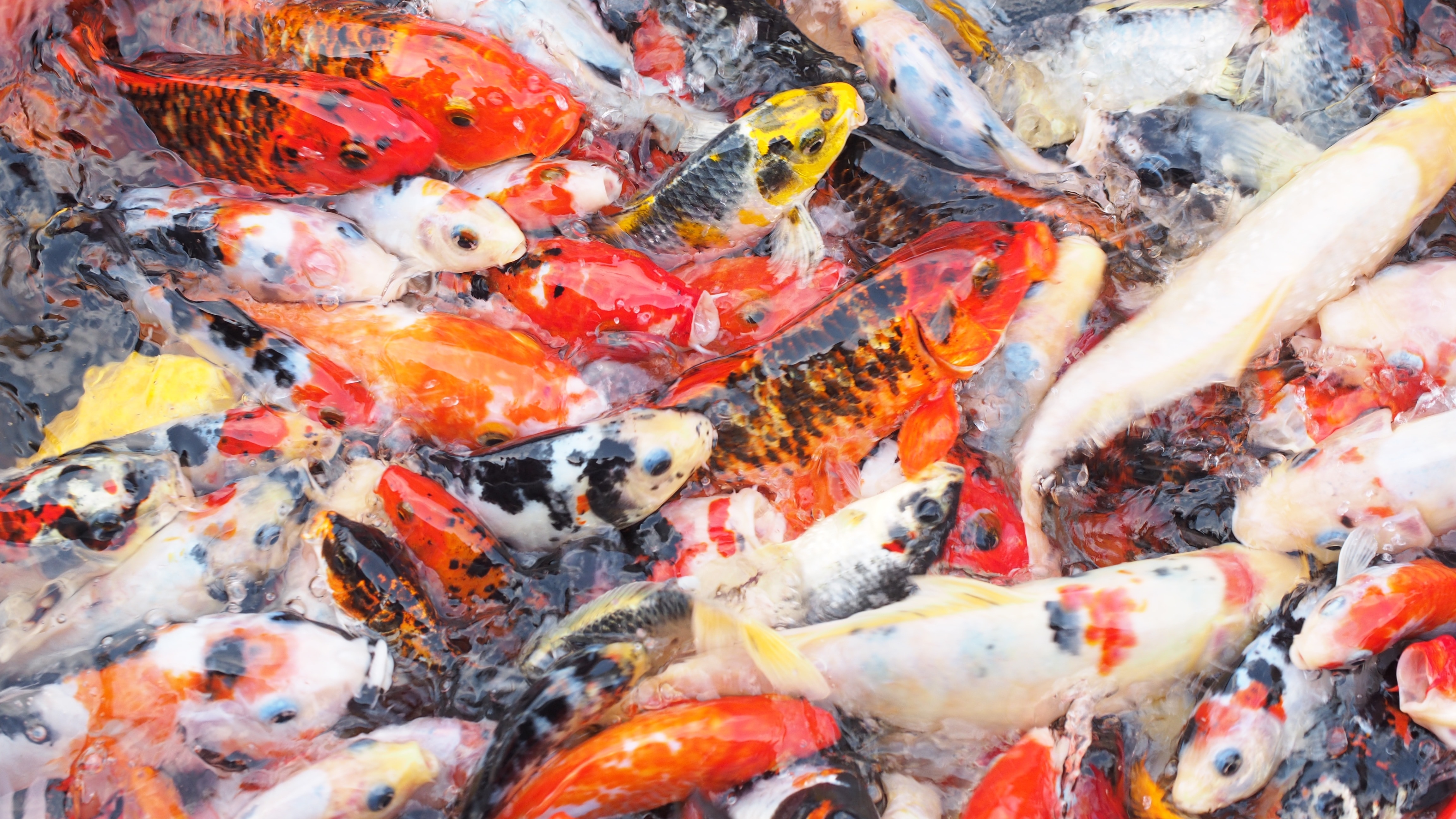 Oriental Fish, Fish, Asian, Water, Koi, backgrounds, full frame