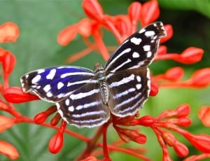 black brown white and blue butterfly thumbnail