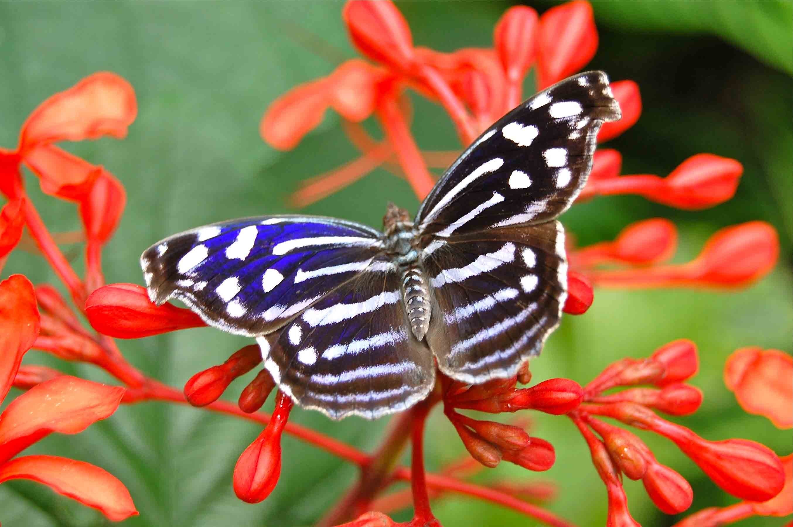 black brown white and blue butterfly
