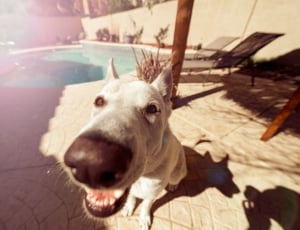 white short coat dog near swimming pool thumbnail