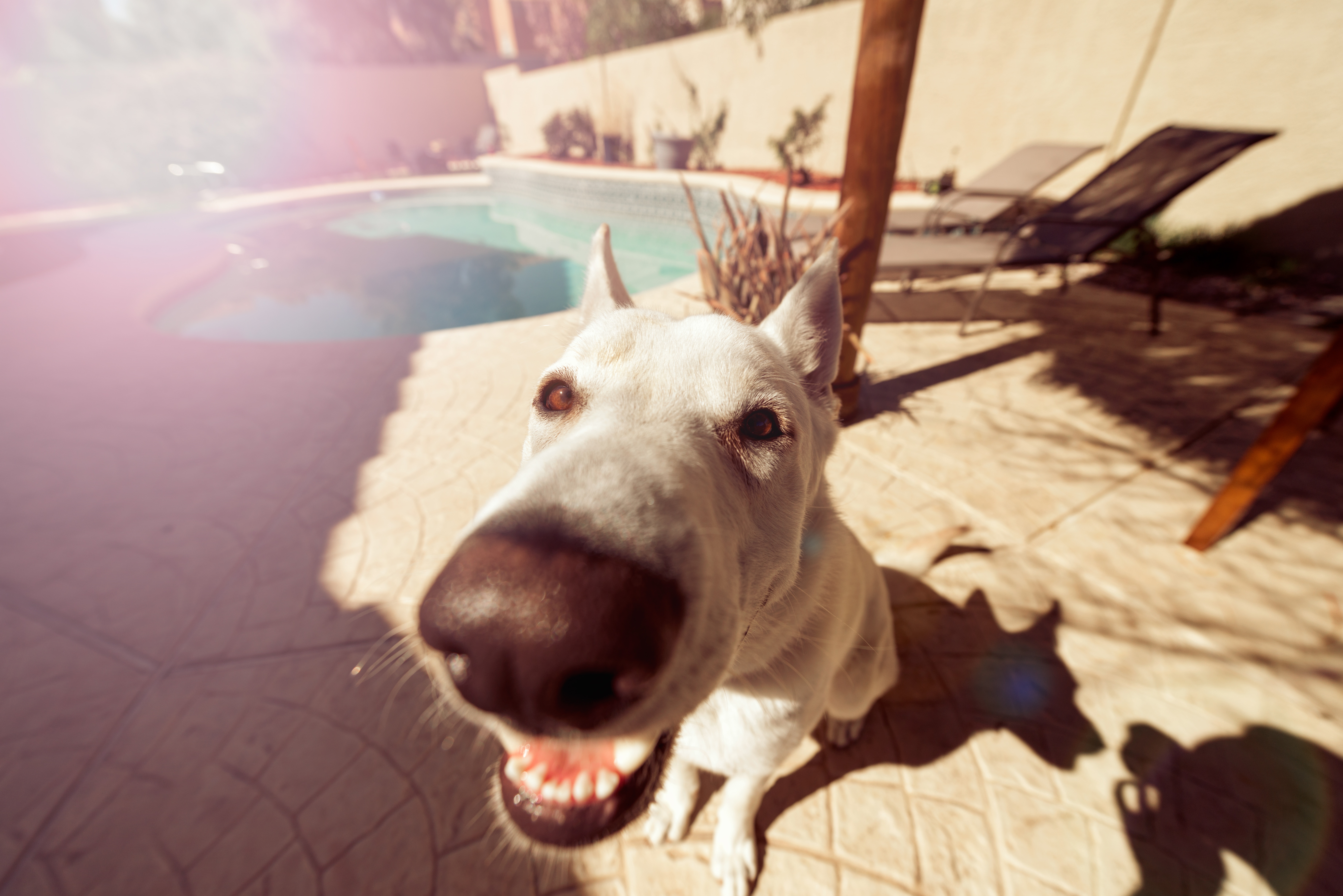 white short coat dog near swimming pool