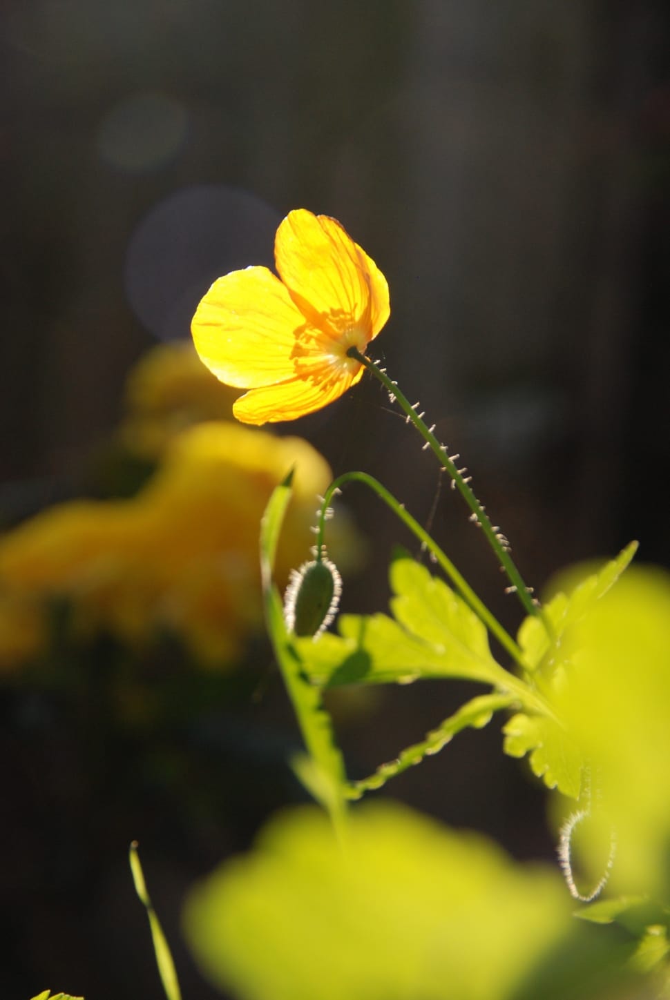 Green, Poppy, Plant, Nature, Sun, Yellow, flower, yellow preview