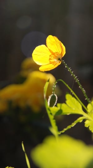 Green, Poppy, Plant, Nature, Sun, Yellow, flower, yellow thumbnail