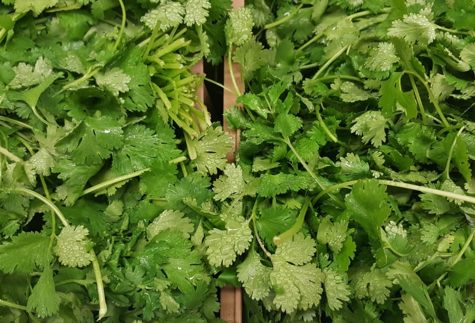 Cilantro, Coriander, Herbs, green color, vegetable preview