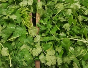 Cilantro, Coriander, Herbs, green color, vegetable thumbnail