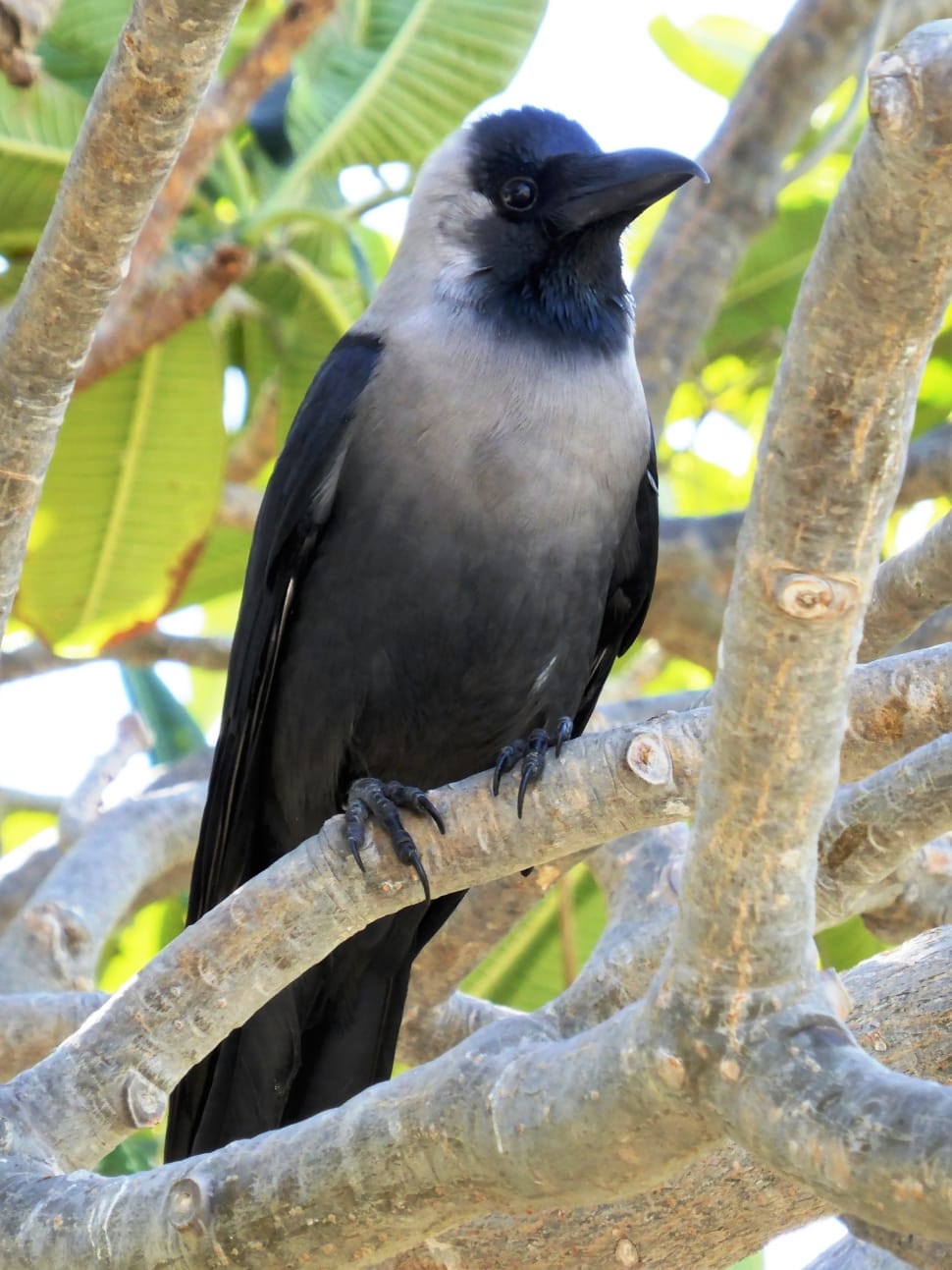 white and black long beak bird preview