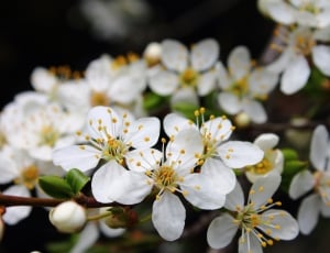 white cherry blossoms close-up photo thumbnail