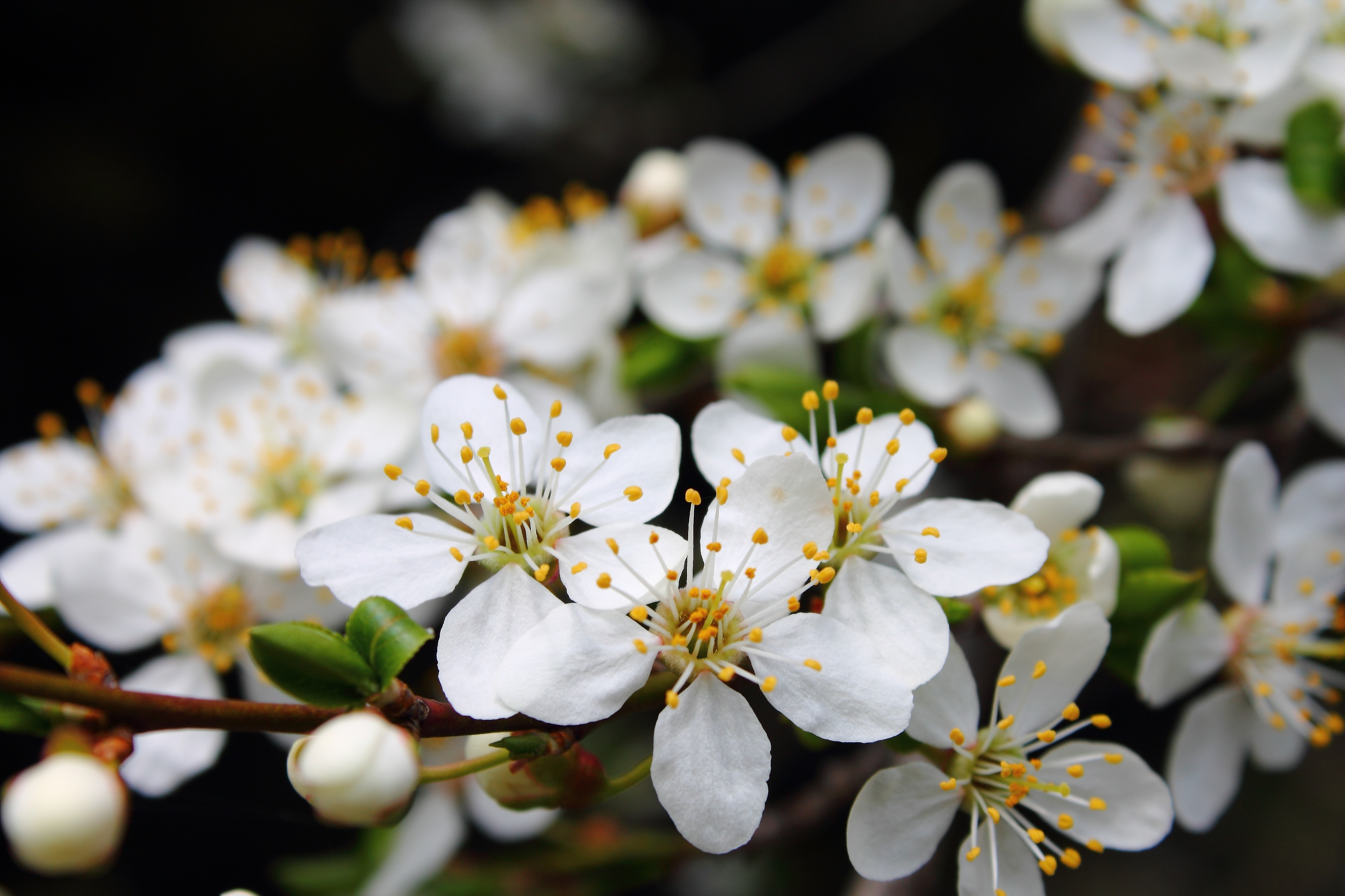 white cherry blossoms close-up photo
