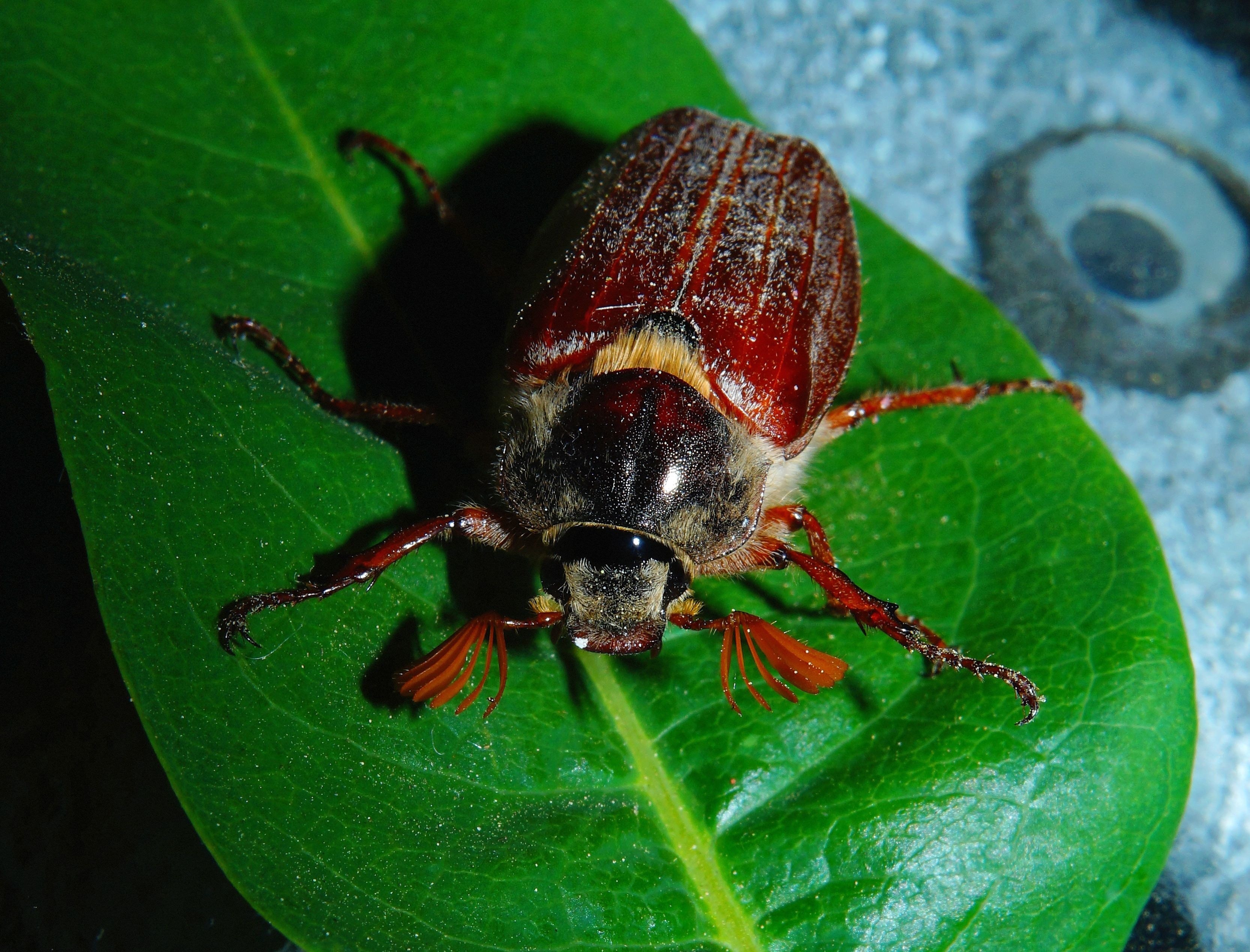 ten lined june beetle