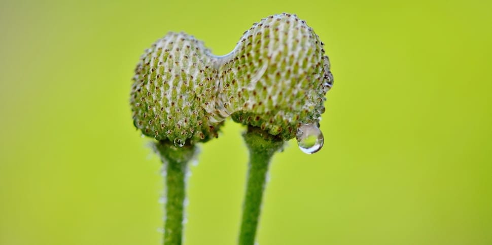 green dandelion preview
