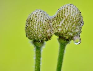 green dandelion thumbnail
