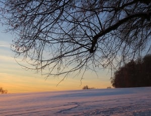 bare tree and snow field thumbnail