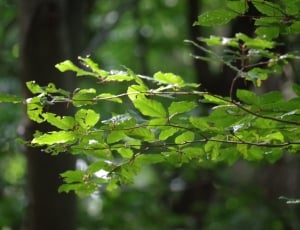 green leafed tree thumbnail