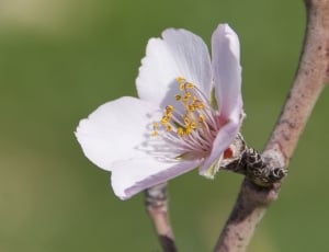 white pink petal flower thumbnail