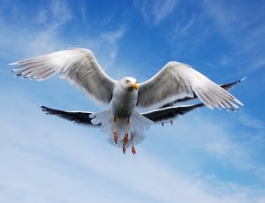 three flying birds in blue and cloudy sky thumbnail