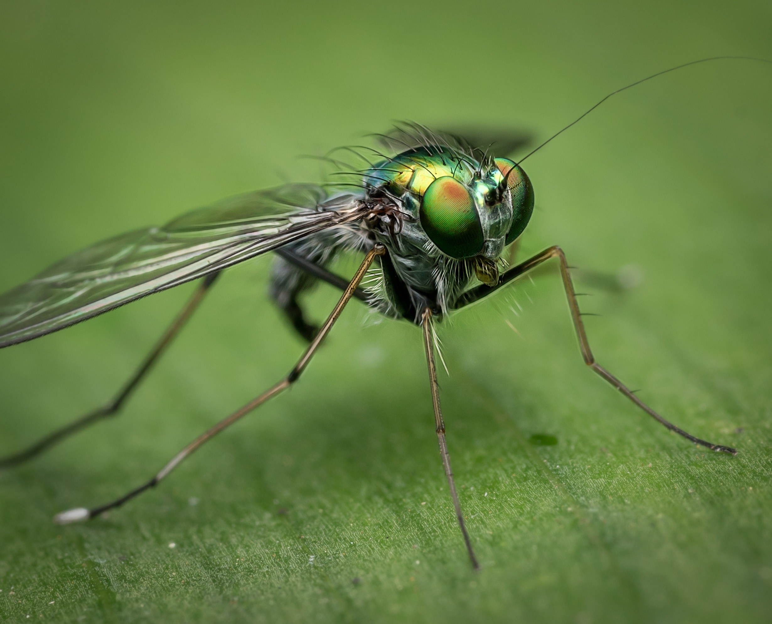 grey and green fly