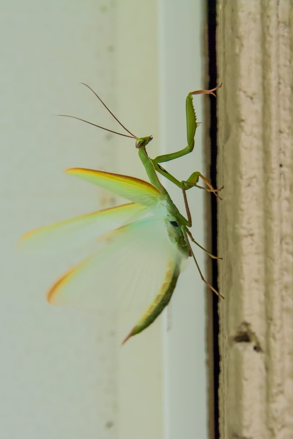 green praying mantis preview