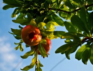 fruit tree thumbnail