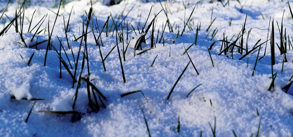 green grass filled with snow preview