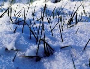 green grass filled with snow thumbnail
