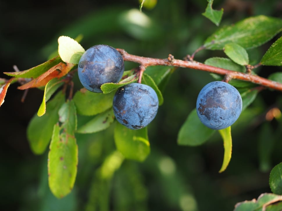 close up photo of three blueberries preview